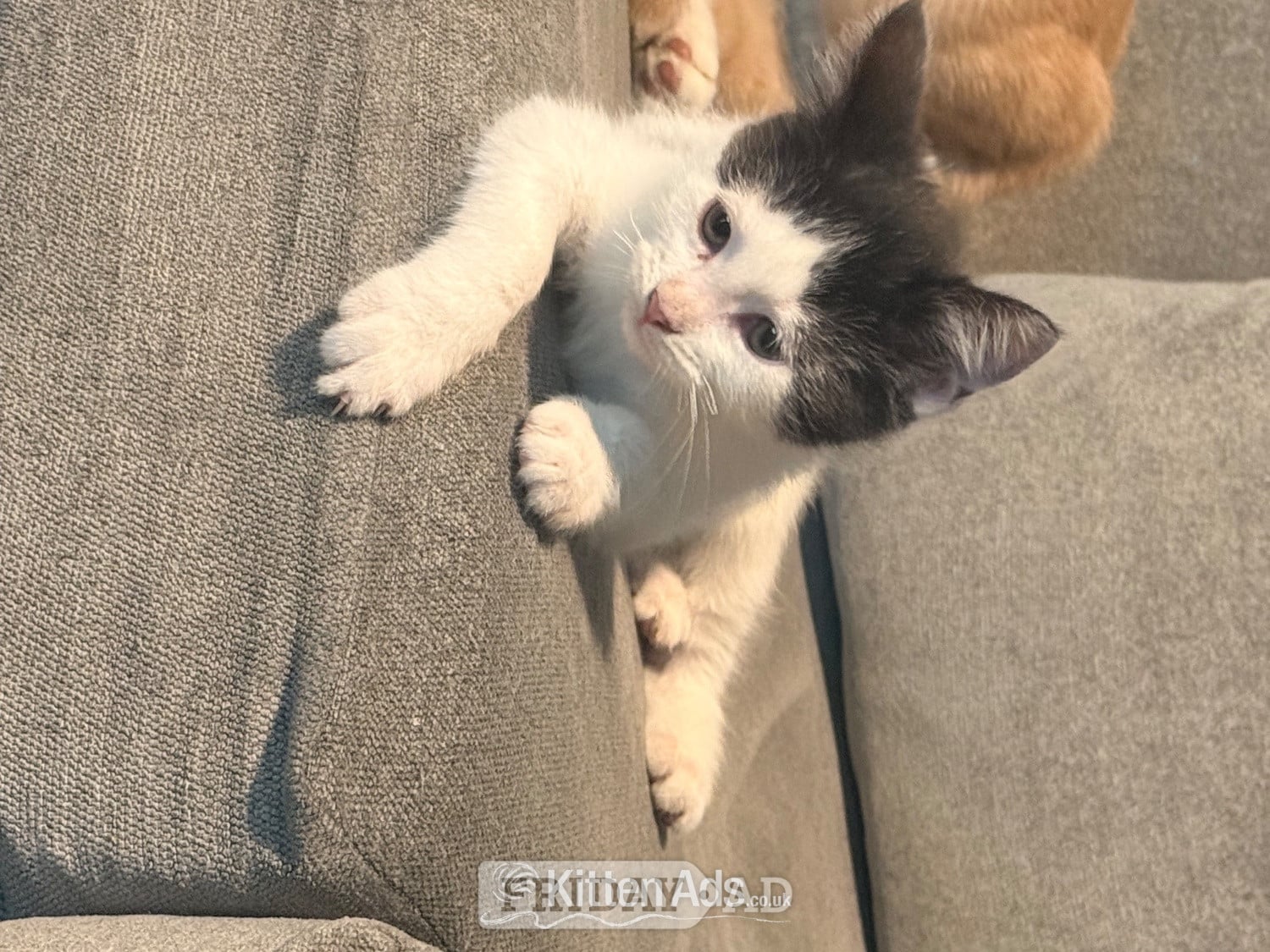 Mixed breed kittens ragdoll x shorthair  - Cats & Kittens in Rochdale