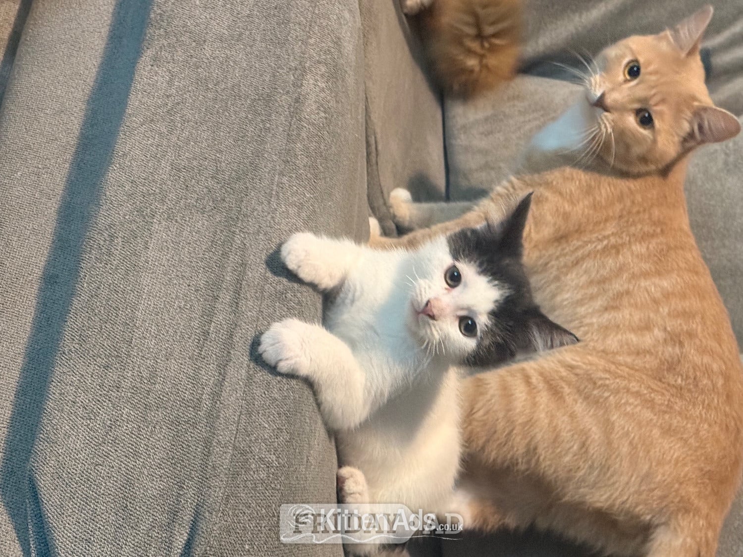 Mixed breed kittens ragdoll x shorthair  - Cats & Kittens