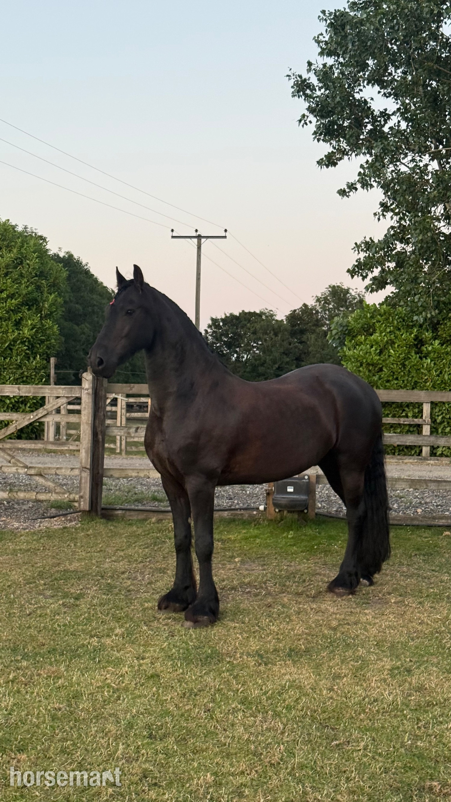 "Ragnar " Black Gelding All Rounder in Filey