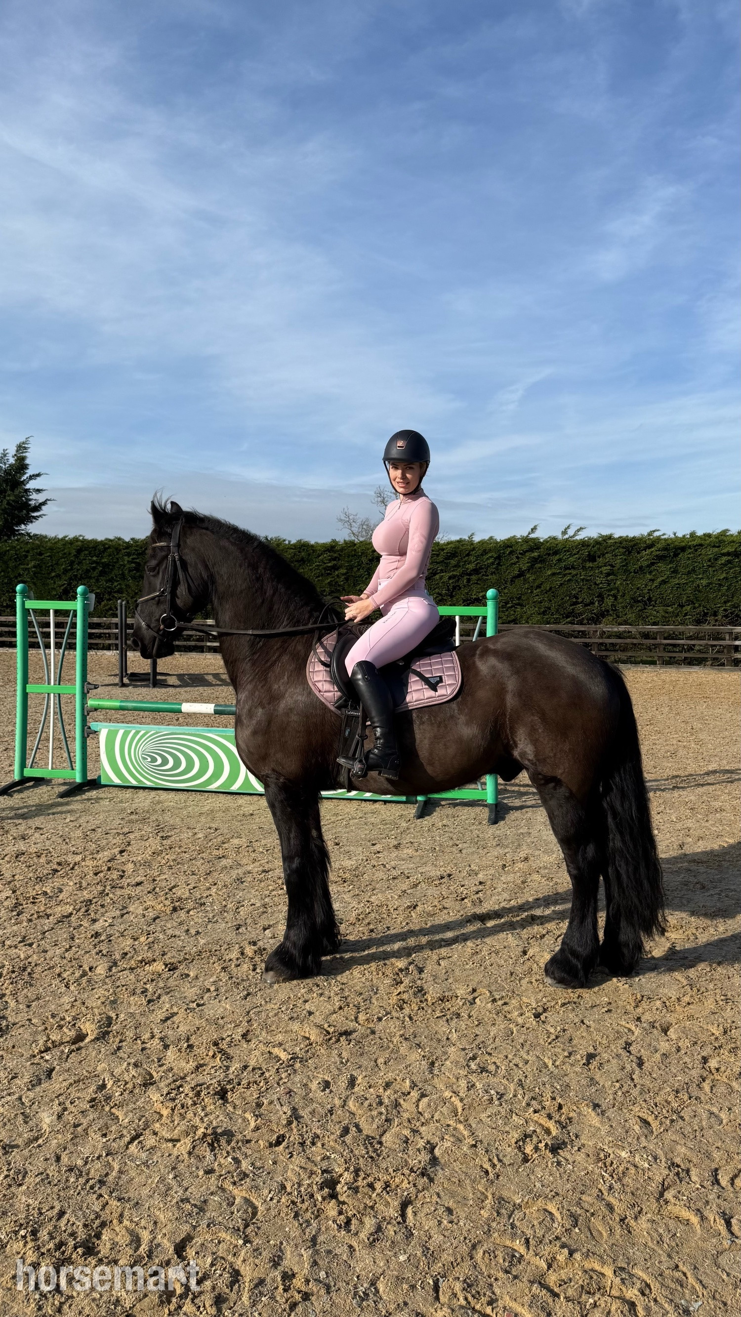 "Ragnar " Black Gelding All Rounder