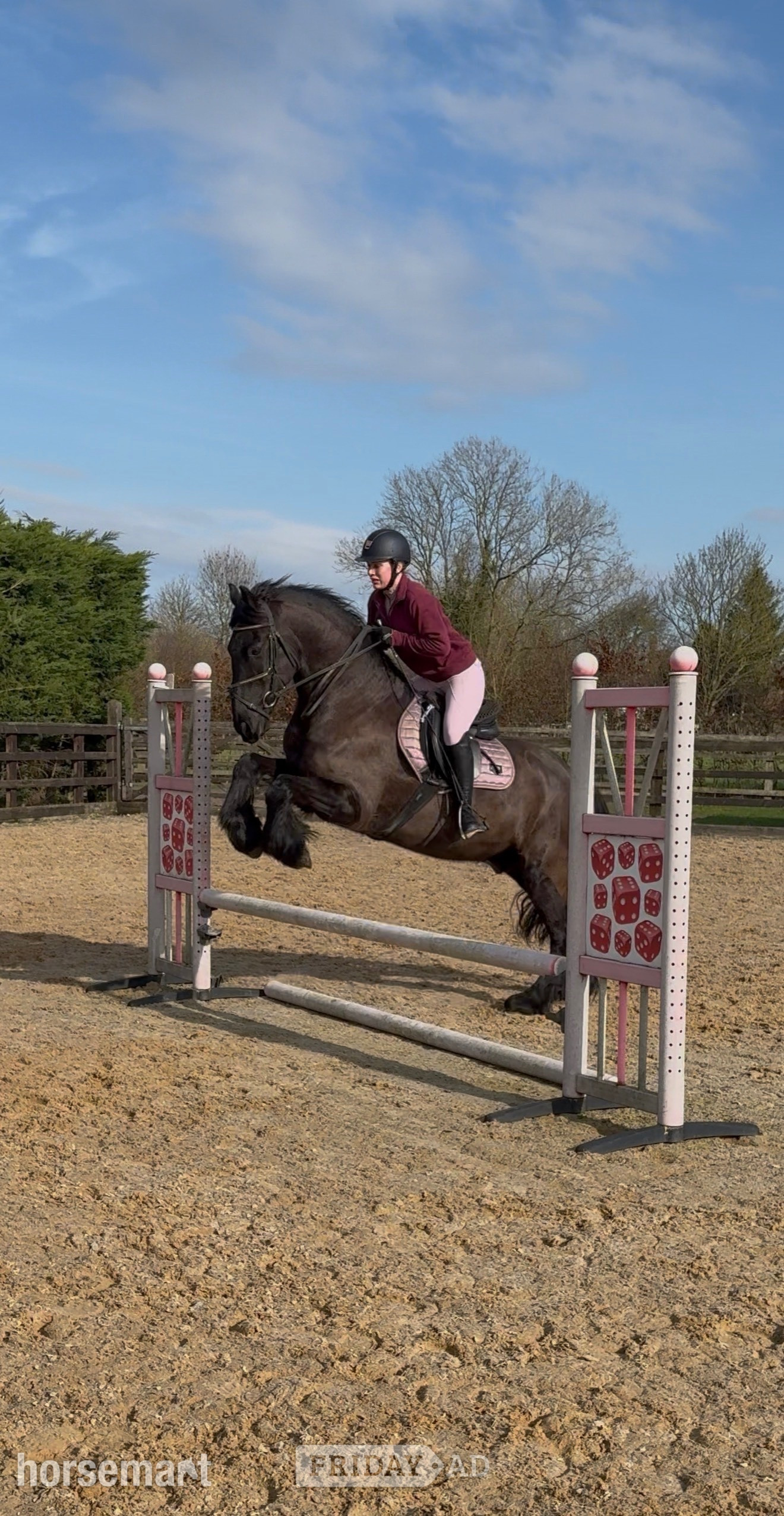 Filey "Ragnar " Black Gelding All Rounder