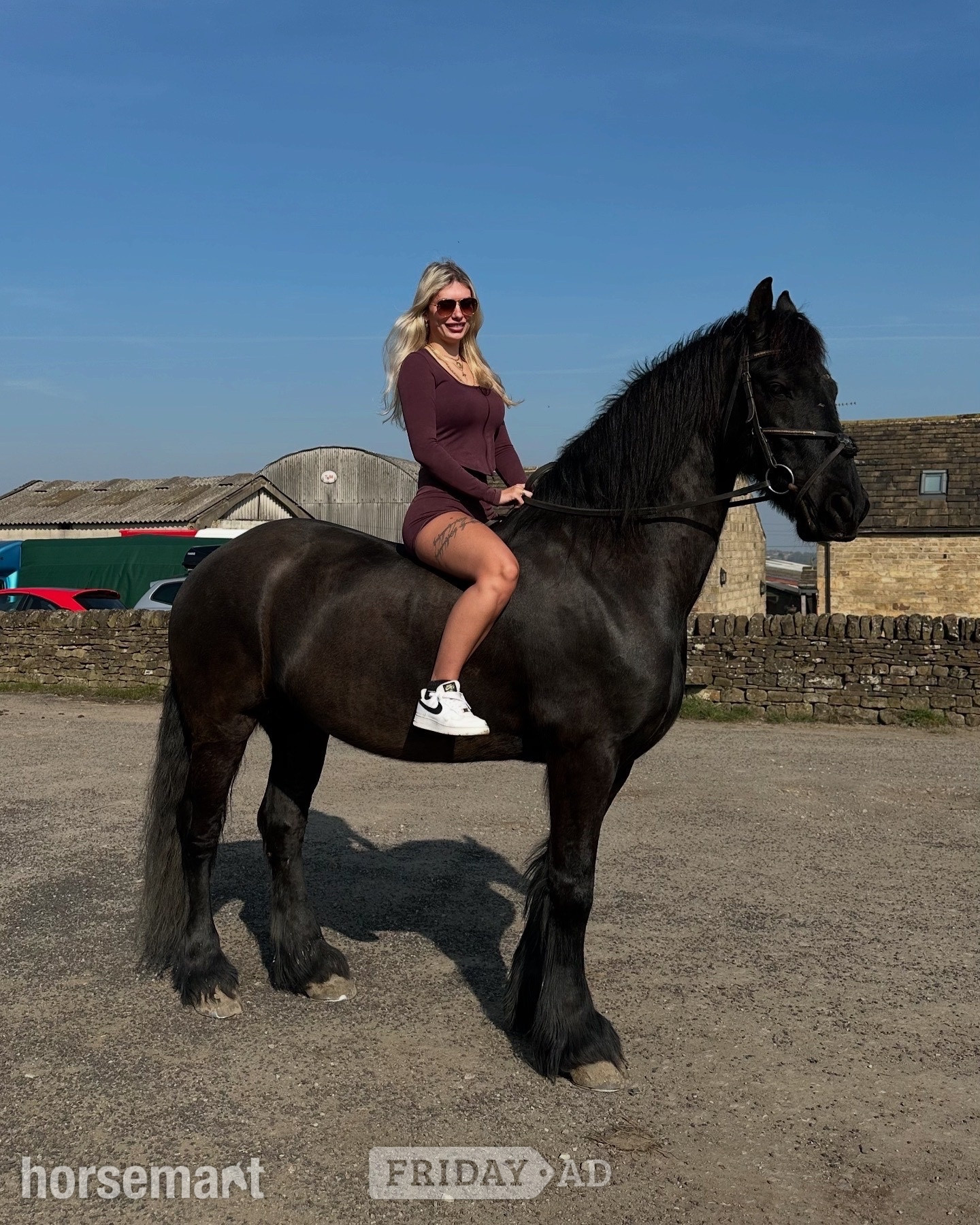 "Ragnar " Black Gelding All Rounder - Horses in Filey