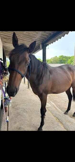 "Annie" Bay Filly Ex Racehorse