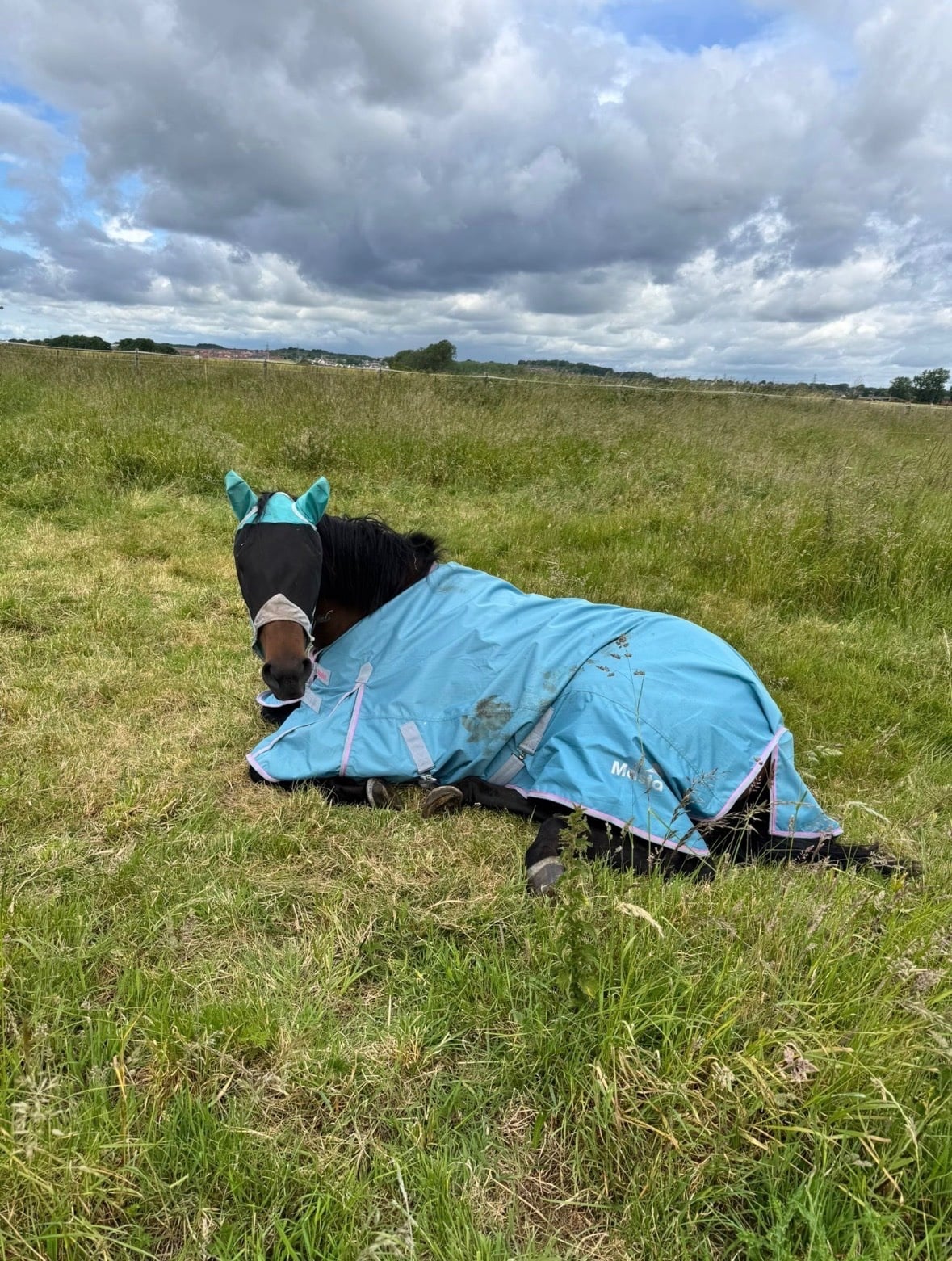 "Annie" Bay Filly Ex Racehorse