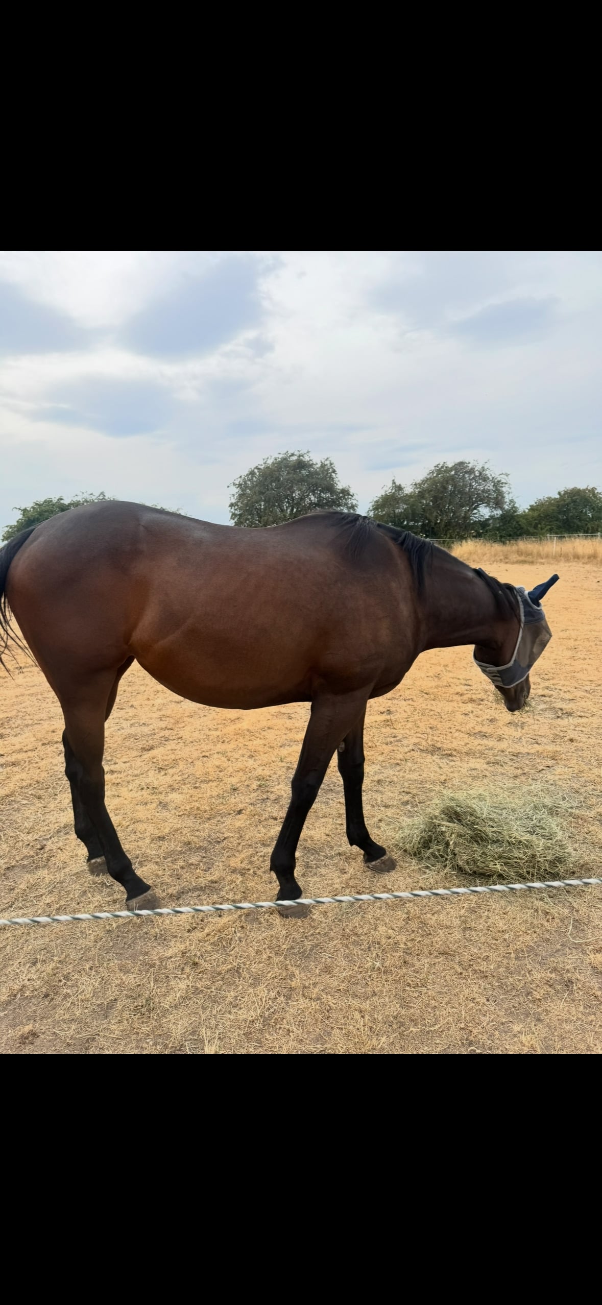 Nottingham "Annie" Bay Filly Ex Racehorse