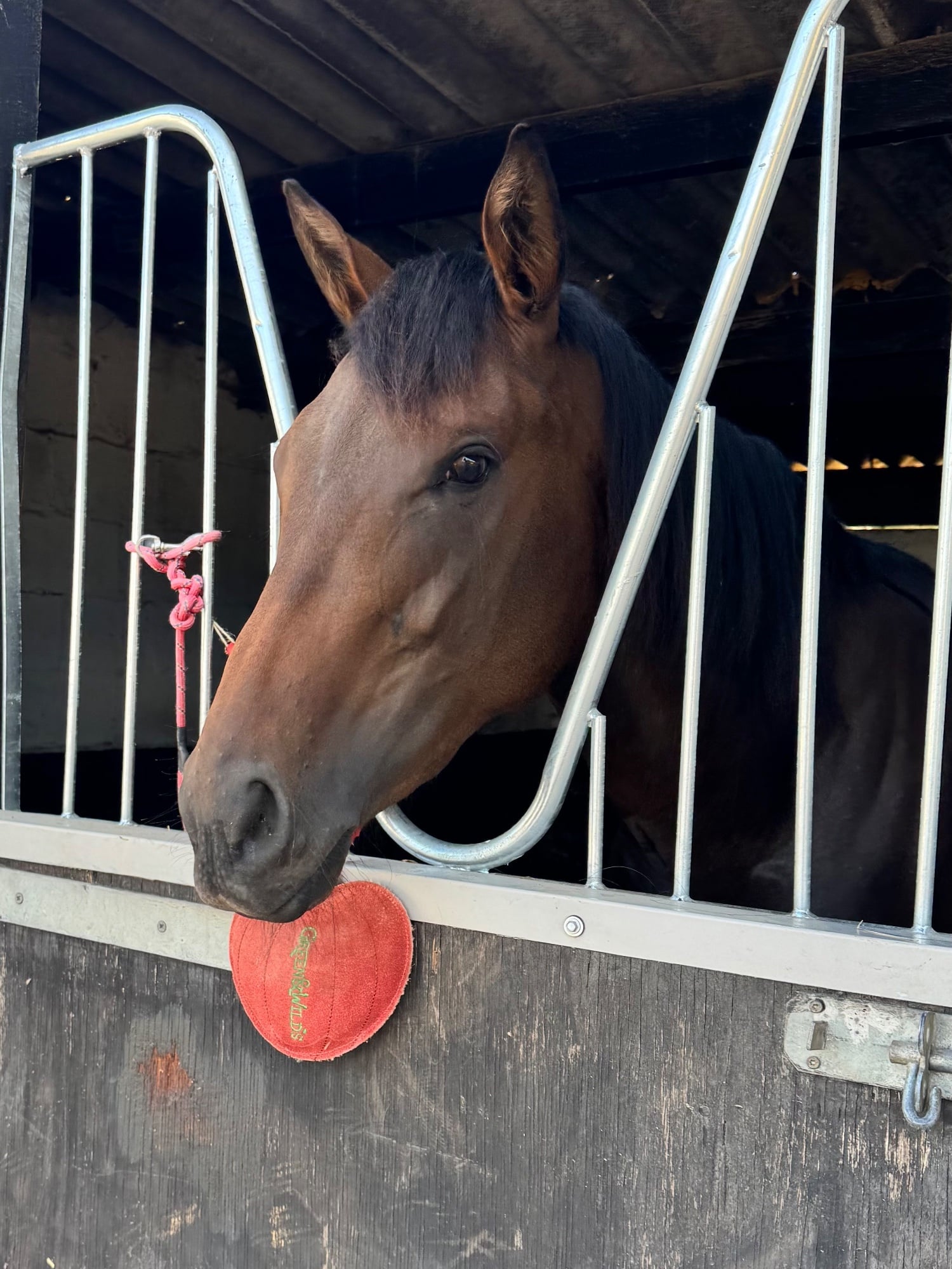 "Annie" Bay Filly Ex Racehorse - Horses in Nottingham