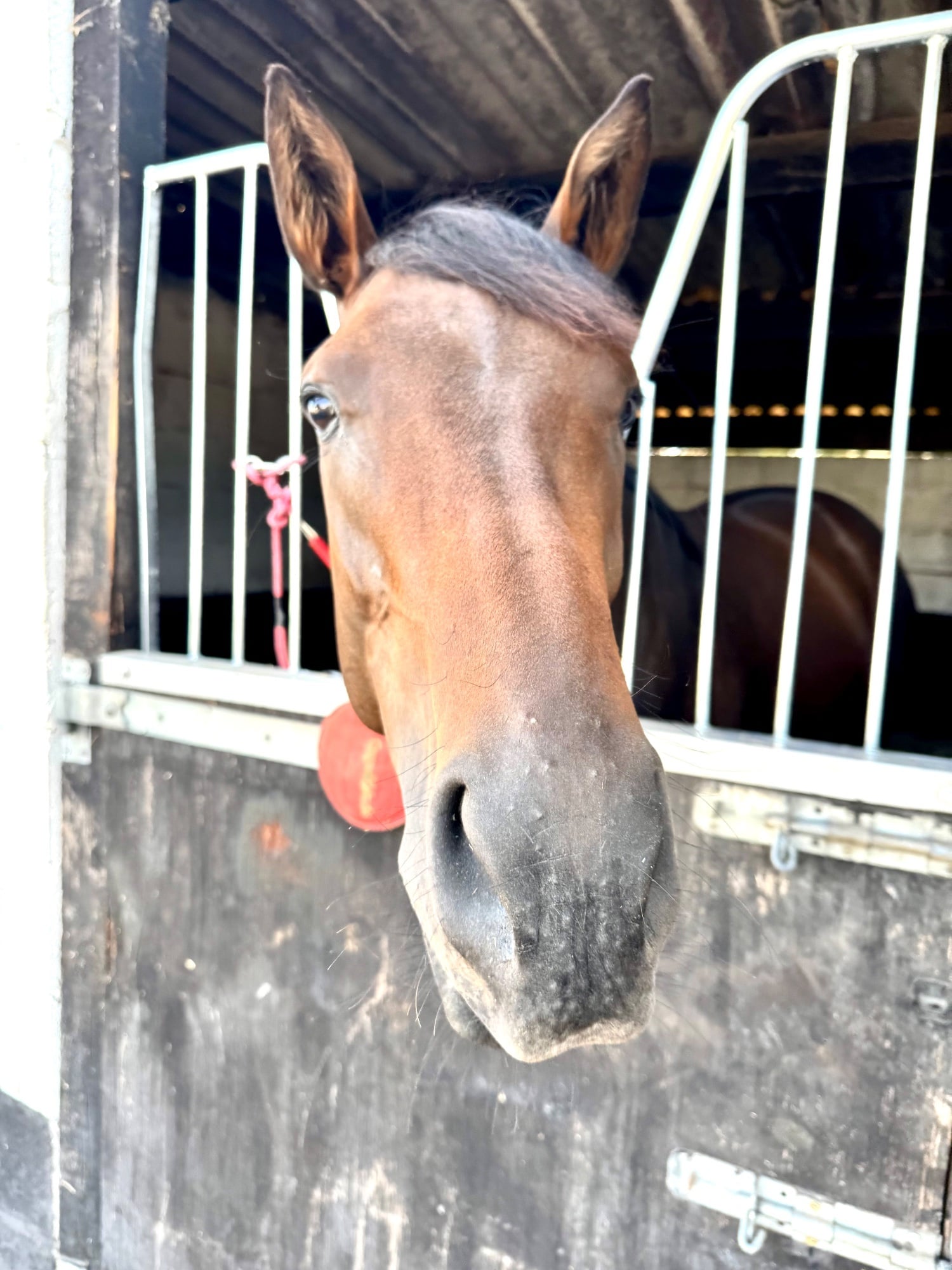 "Annie" Bay Filly Ex Racehorse - Horses