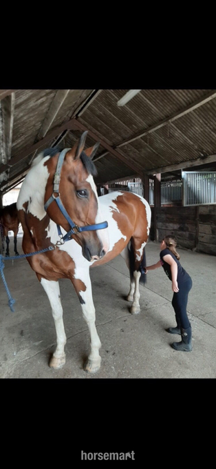 "Lymebrooks Master Texas" Skewbald Gelding All Rounder