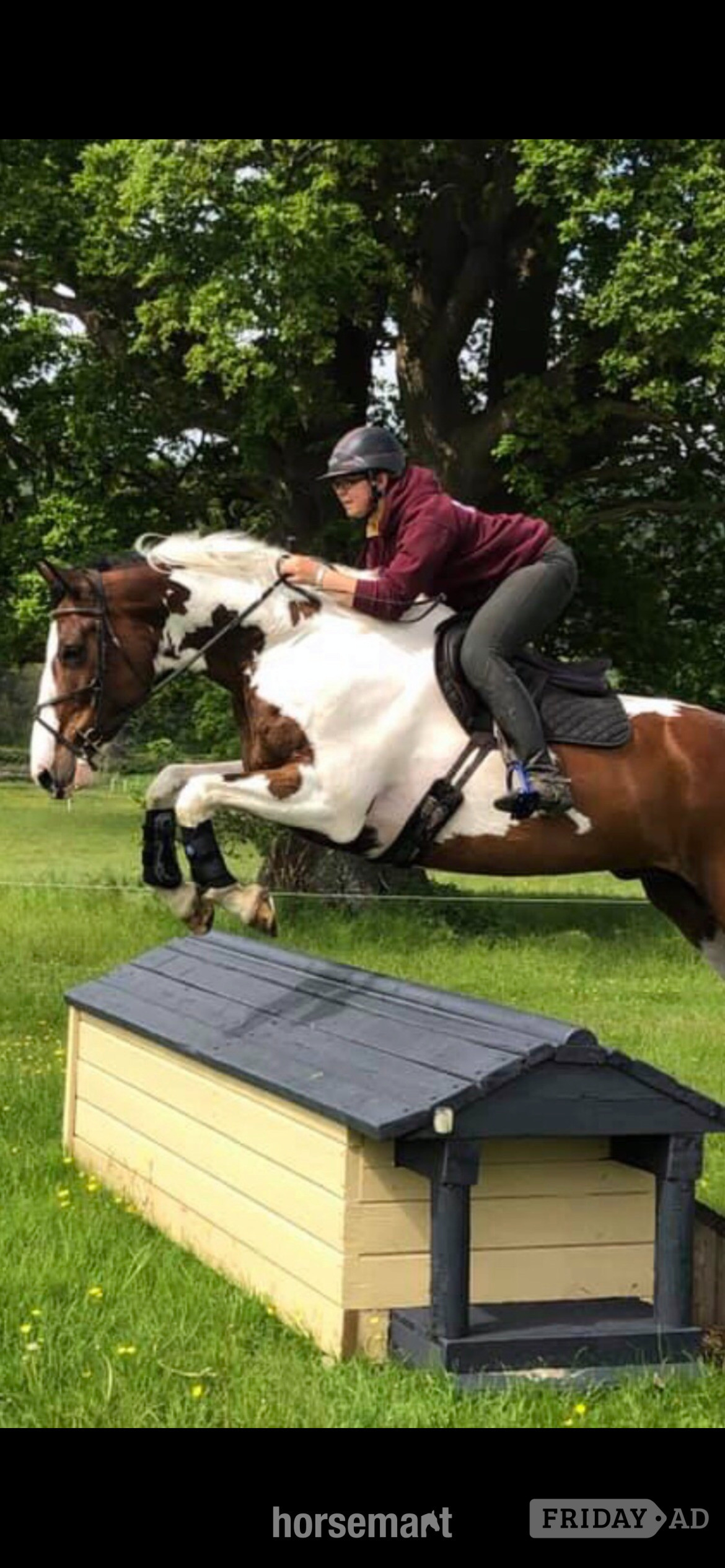 "Lymebrooks Master Texas" Skewbald Gelding All Rounder