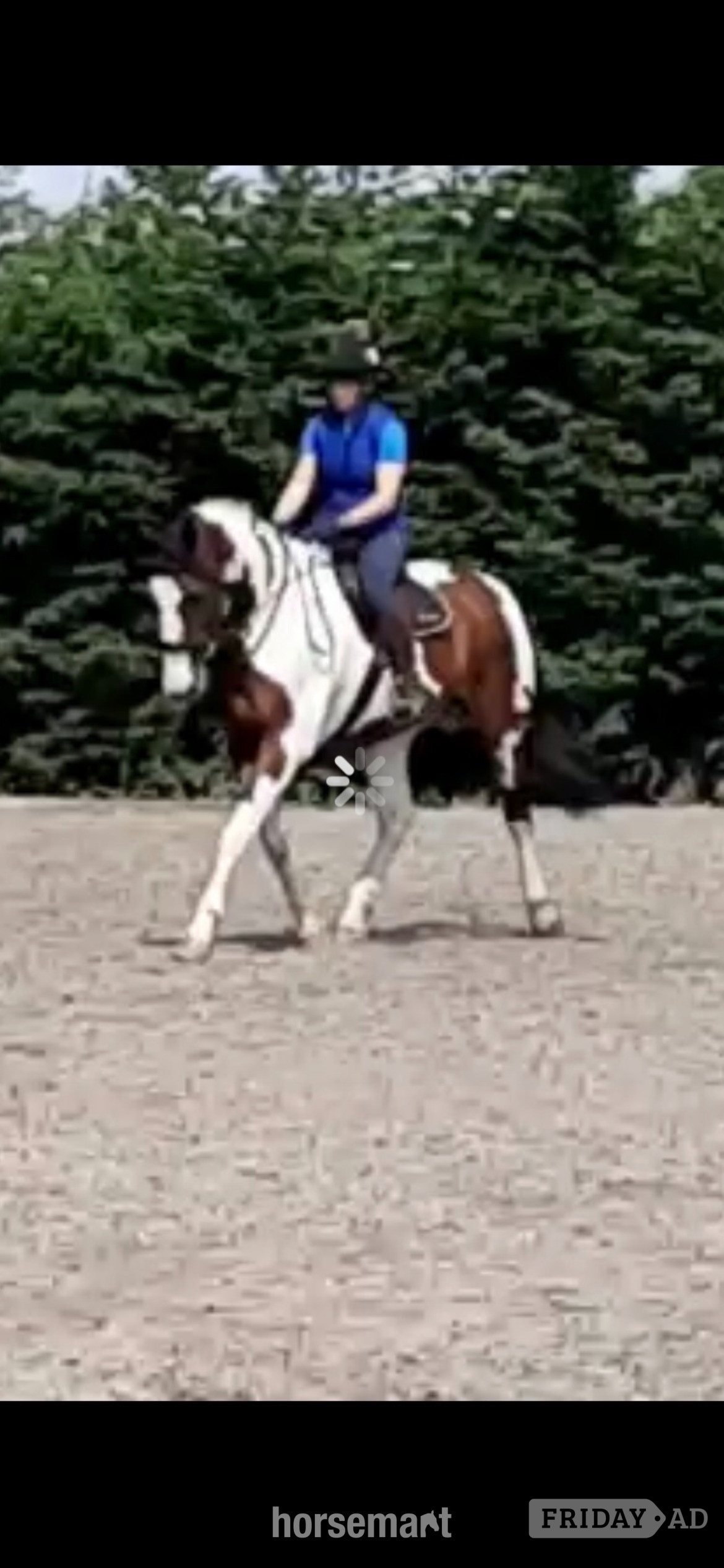 Upton upon Severn "Lymebrooks Master Texas" Skewbald Gelding All Rounder