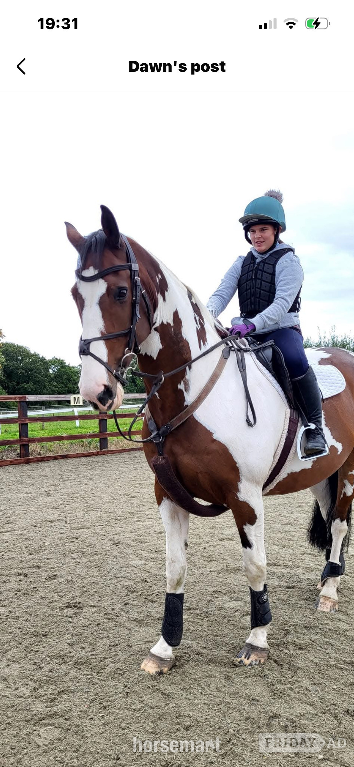 "Lymebrooks Master Texas" Skewbald Gelding All Rounder - Horses in Upton upon Severn
