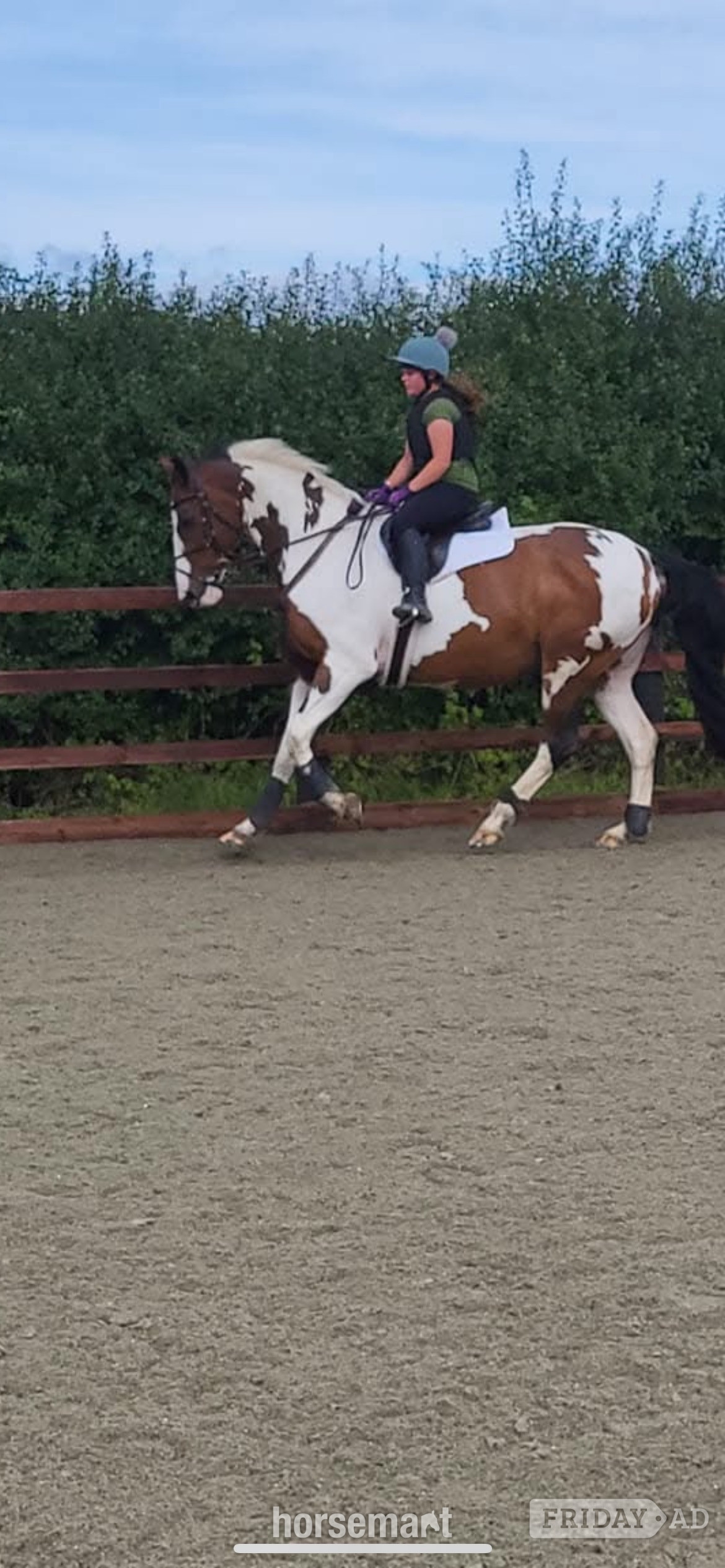 "Lymebrooks Master Texas" Skewbald Gelding All Rounder - Horses