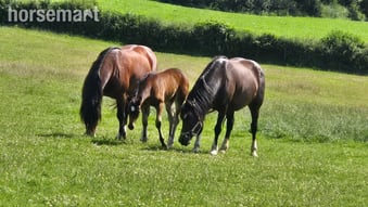 "Dyffryn Cothi Annest" Bay Filly Youngstock / Foal