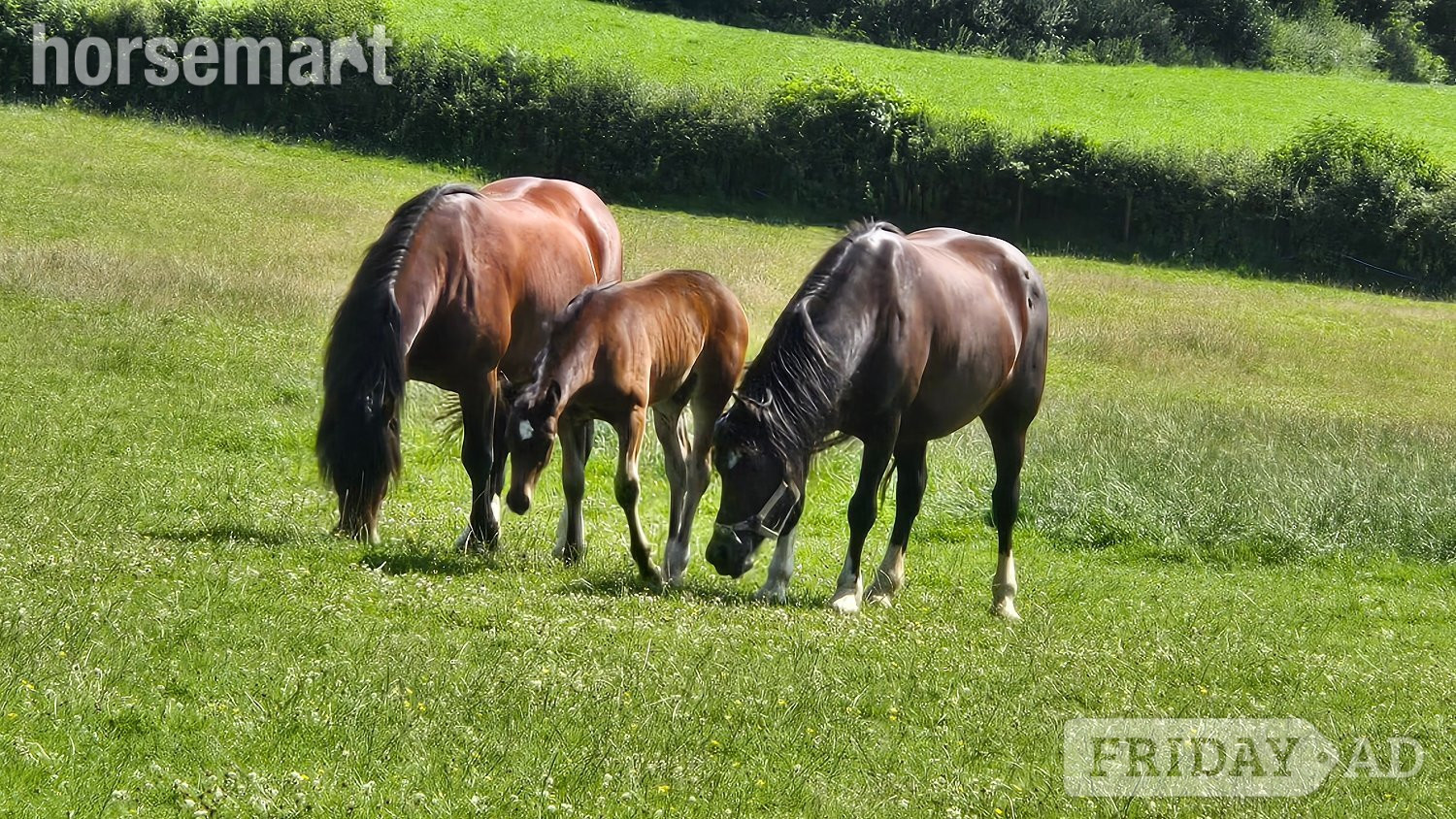 "Dyffryn Cothi Annest" Bay Filly Youngstock / Foal in Carmarthen