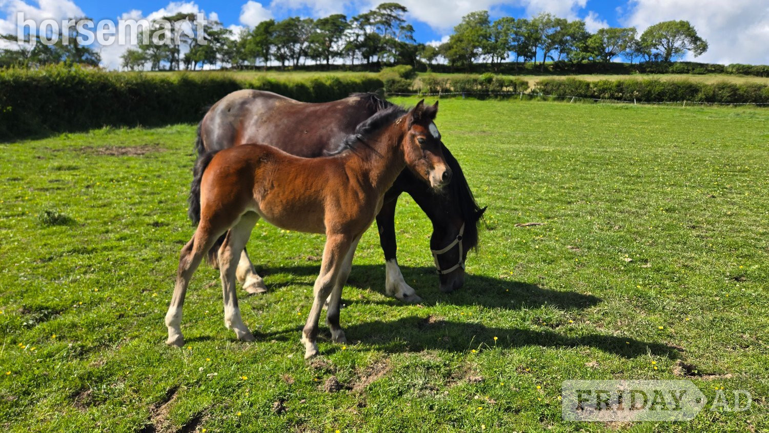 "Dyffryn Cothi Annest" Bay Filly Youngstock / Foal