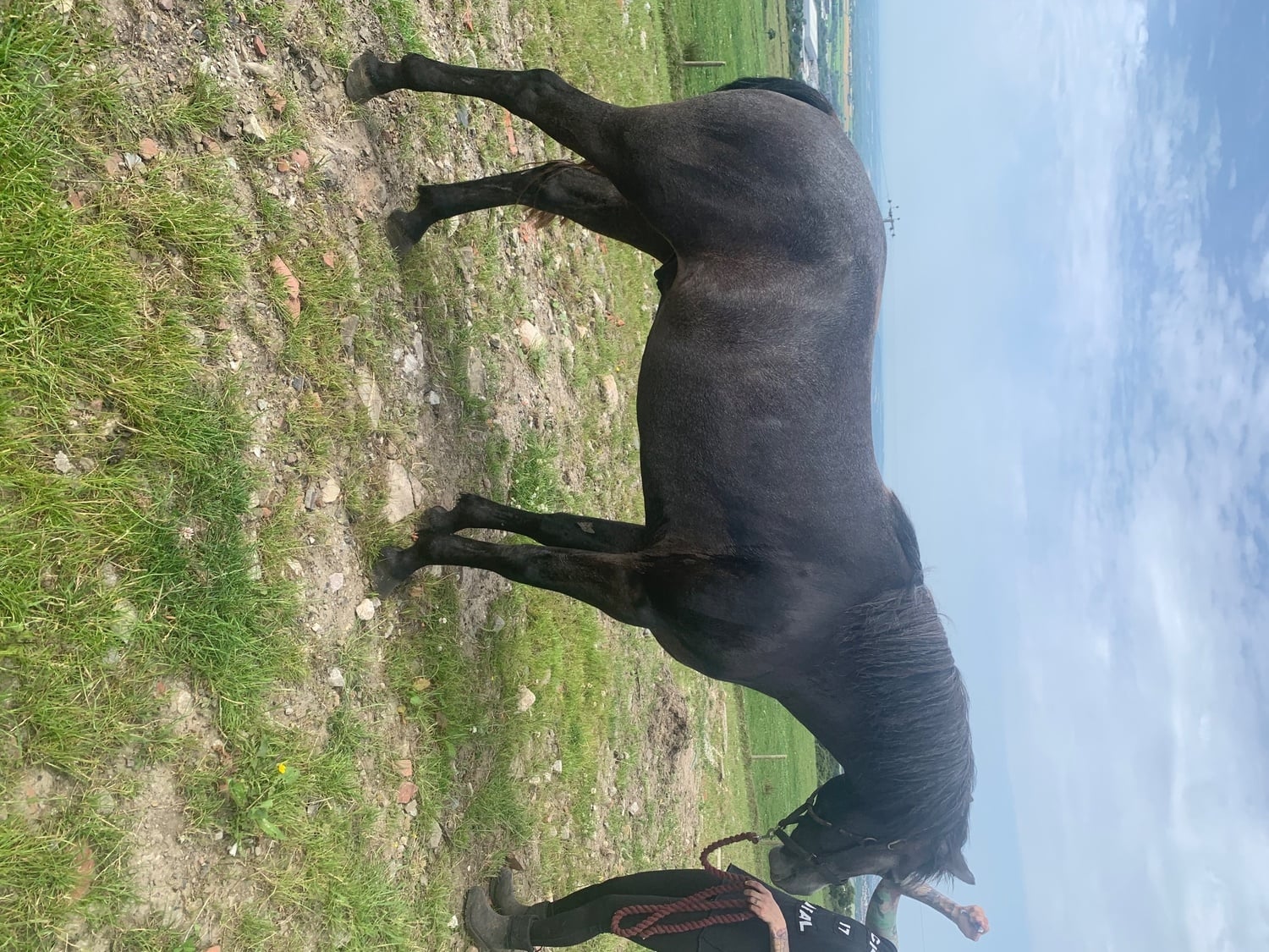 "Kilcrona dancer" Mouse Dun Gelding All Rounder