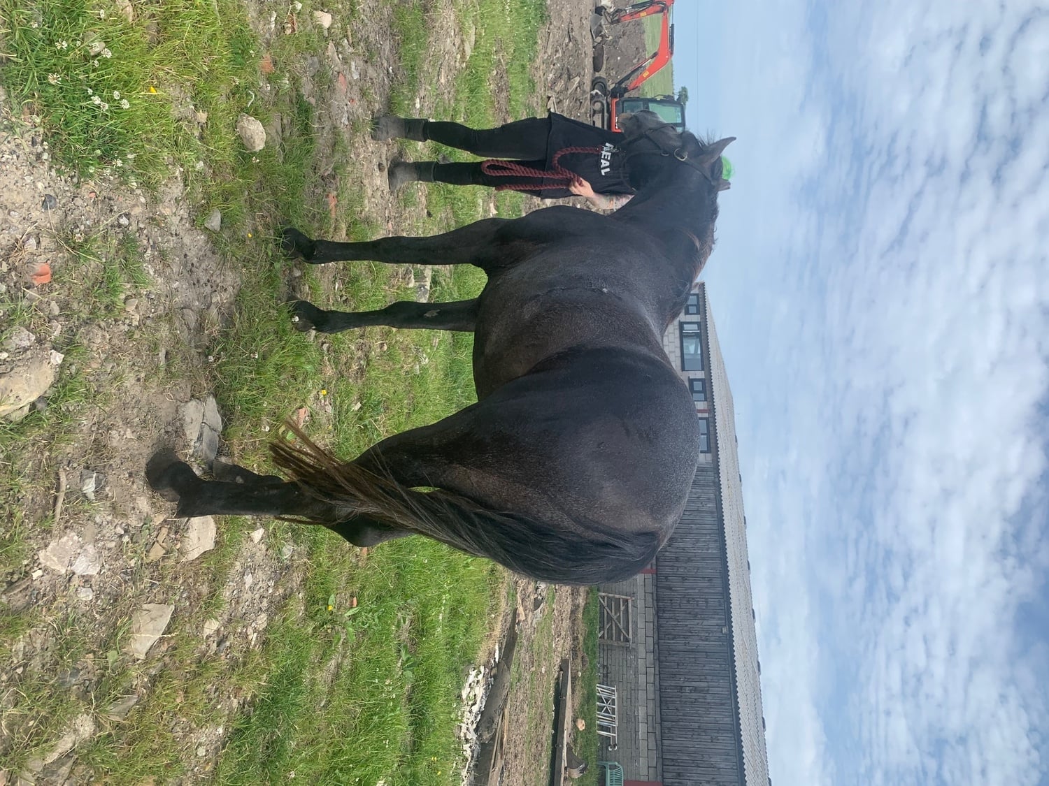 Bolton "Kilcrona dancer" Mouse Dun Gelding All Rounder