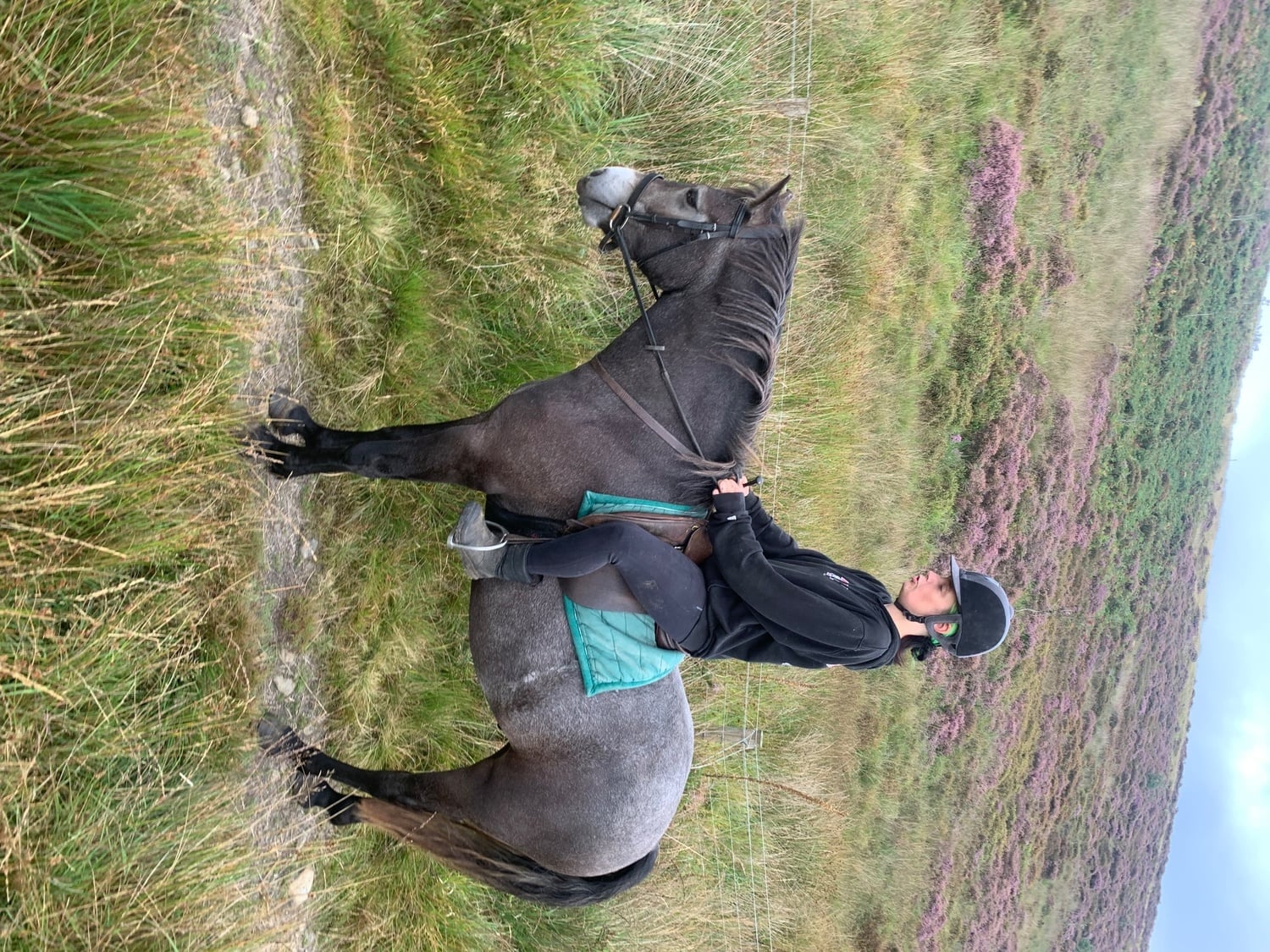 "Kilcrona dancer" Mouse Dun Gelding All Rounder - Horses