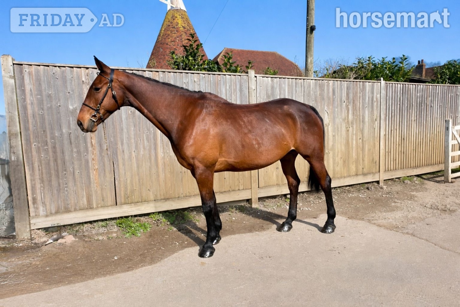 "Coco" Bay Mare Hunter in Staplehurst