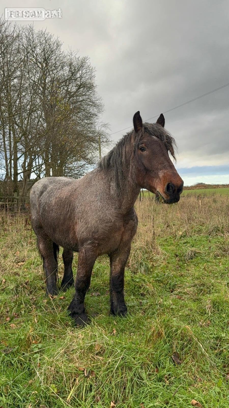 "CEDAR" Bay Roan Gelding Cob/Heavy Horse in Wigan
