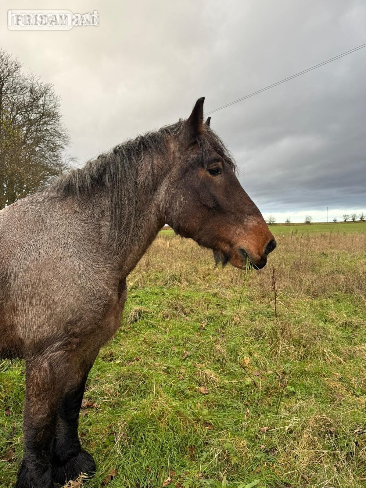 "CEDAR" Bay Roan Gelding Cob/Heavy Horse