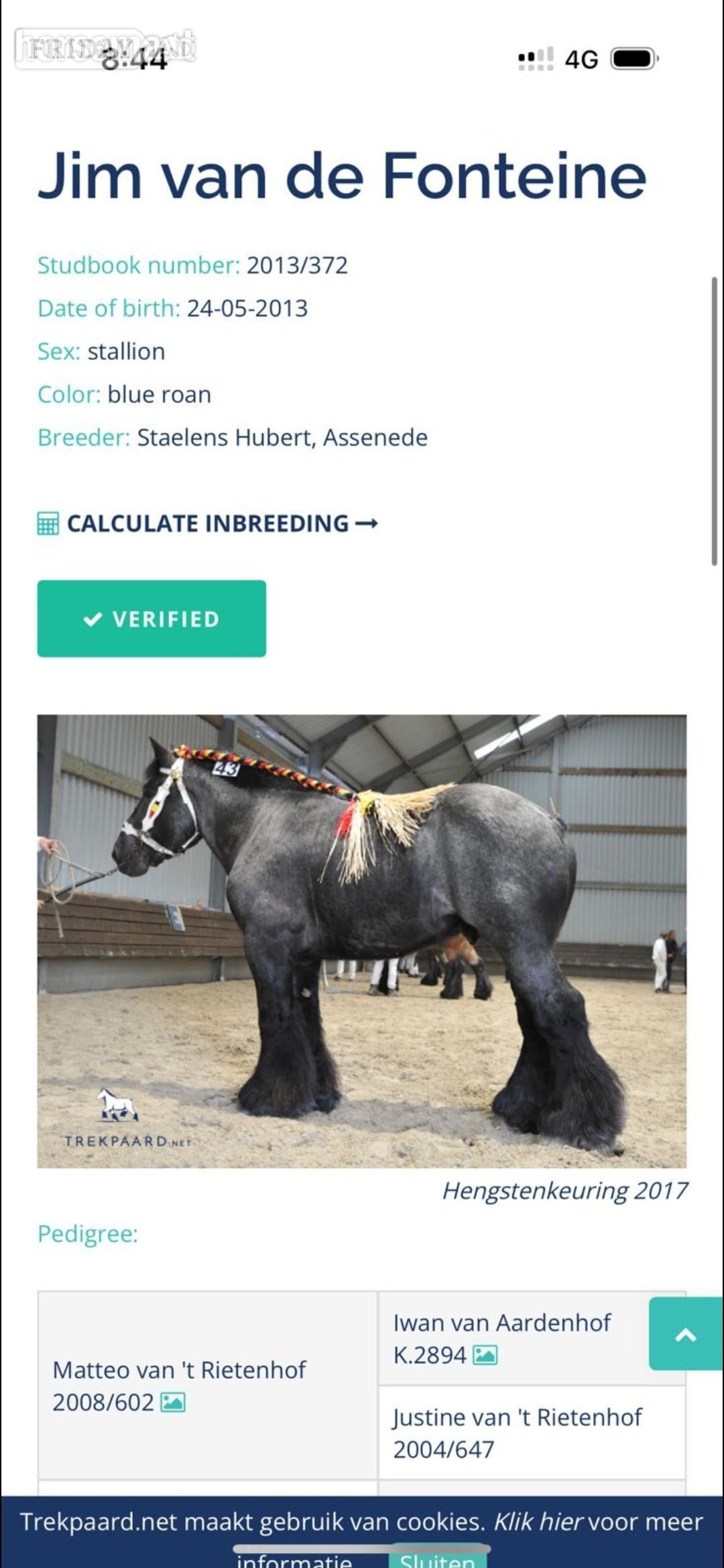 "CEDAR" Bay Roan Gelding Cob/Heavy Horse - Horses in Wigan