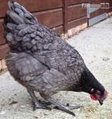 POL Hybrid chickens, variety of breeds/colours