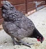 POL Hybrid chickens, variety of breeds/colours in Leatherhead