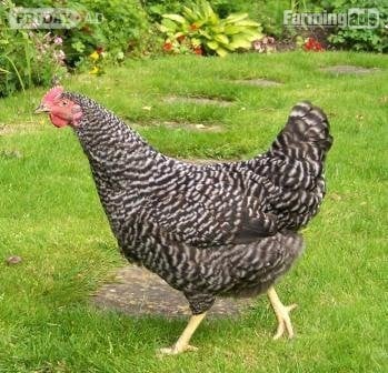 POL Hybrid chickens, variety of breeds/colours