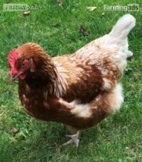 Leatherhead POL Hybrid chickens, variety of breeds/colours
