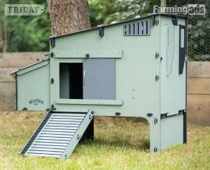 POL Hybrid chickens, variety of breeds/colours - Poultry in Leatherhead