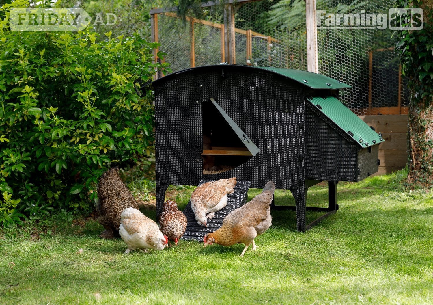 POL Hybrid chickens, variety of breeds/colours - Poultry