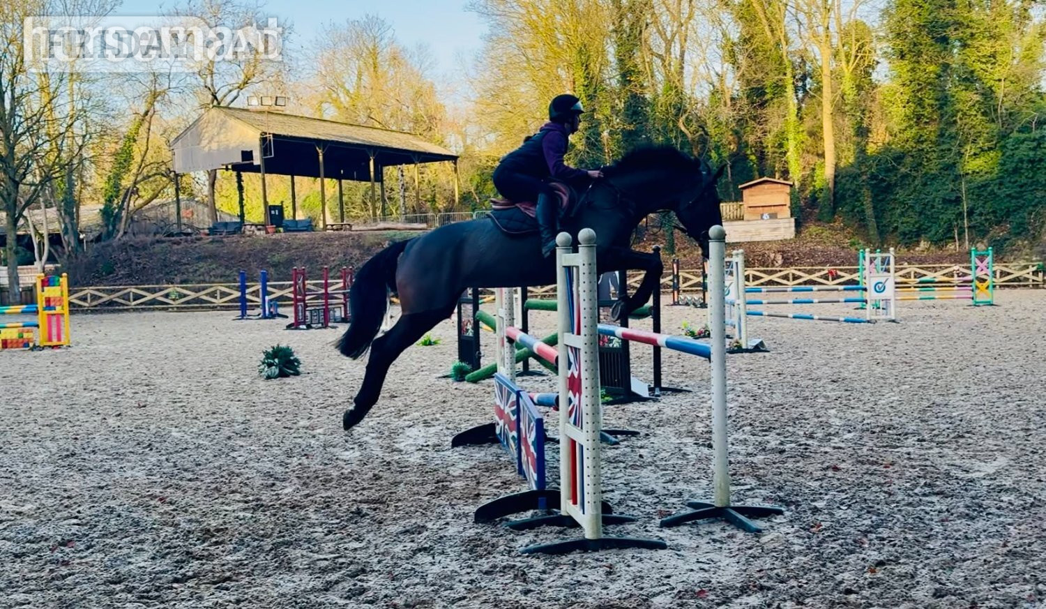 "Brownie" Bay Mare All Rounder in Huddersfield