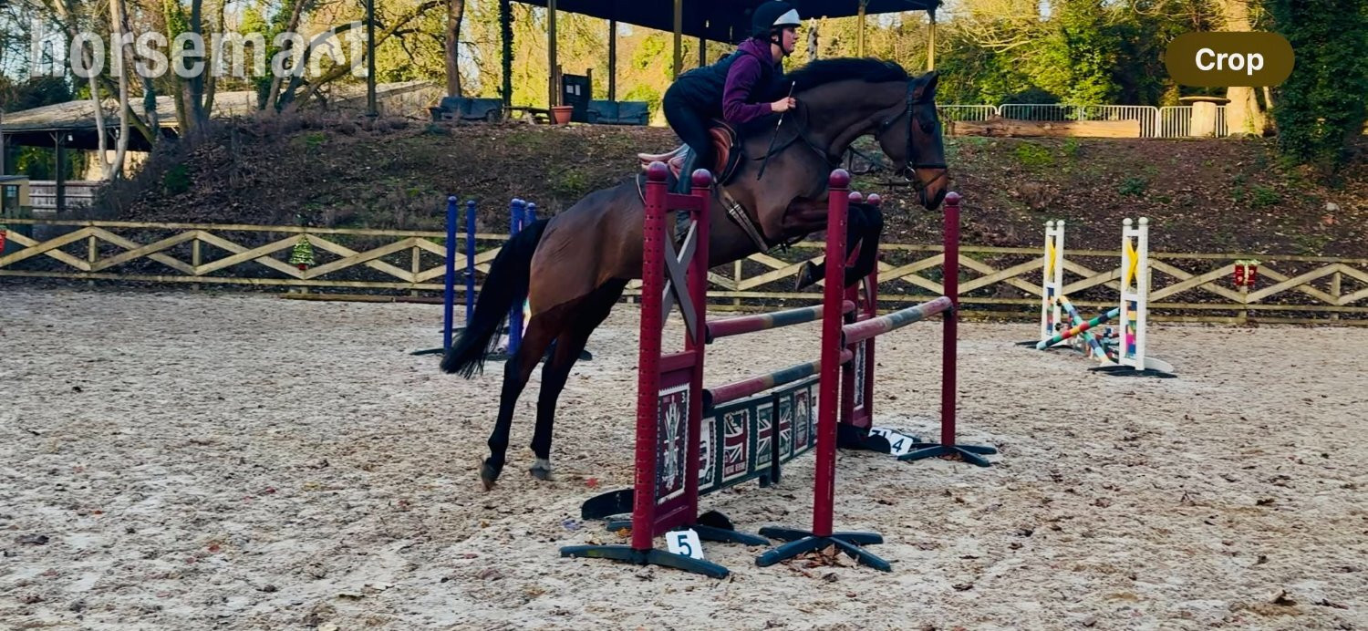 Huddersfield "Brownie" Bay Mare All Rounder