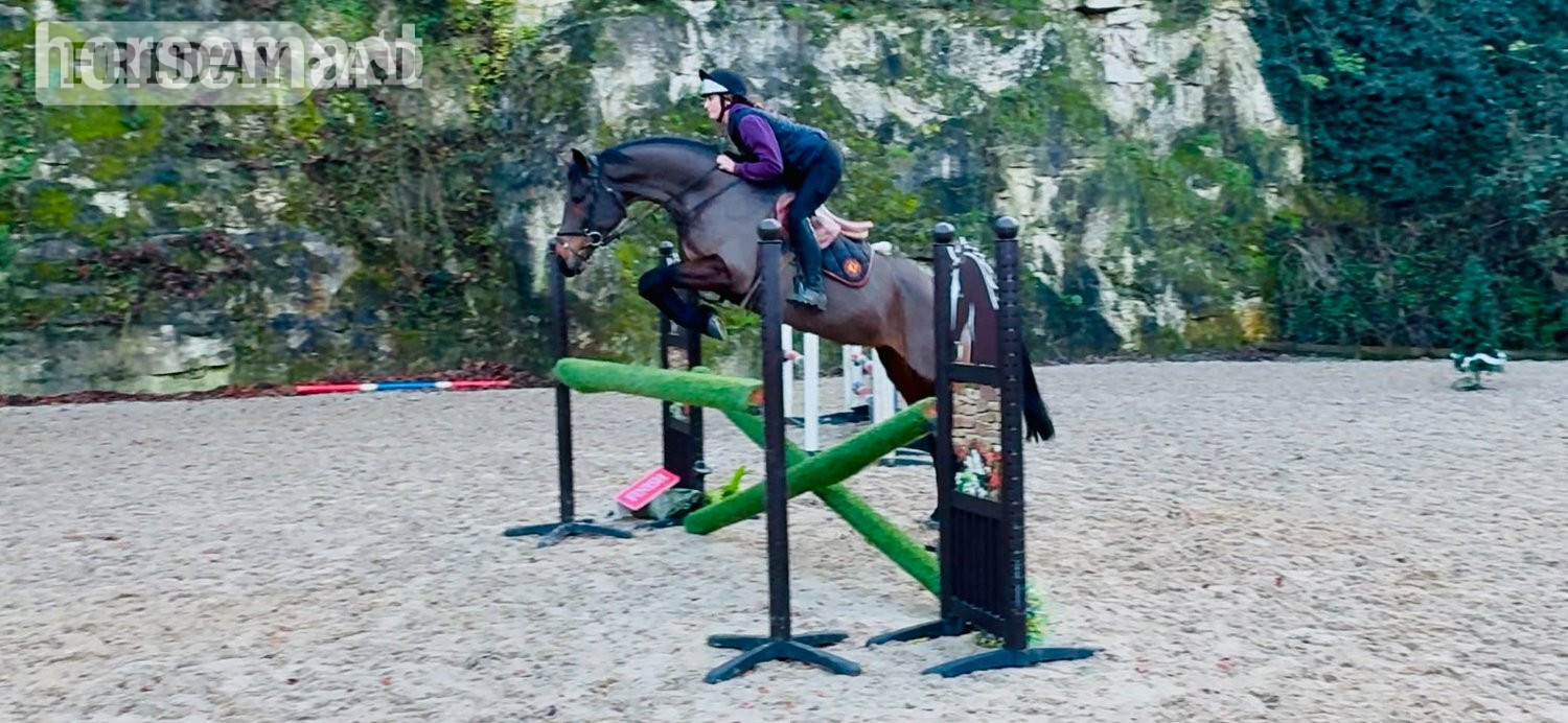 "Brownie" Bay Mare All Rounder