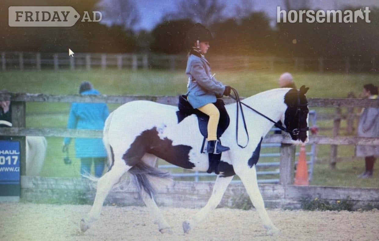 "Matilda " Piebald Mare Lead Rein/First Ridden Pony in Leeds