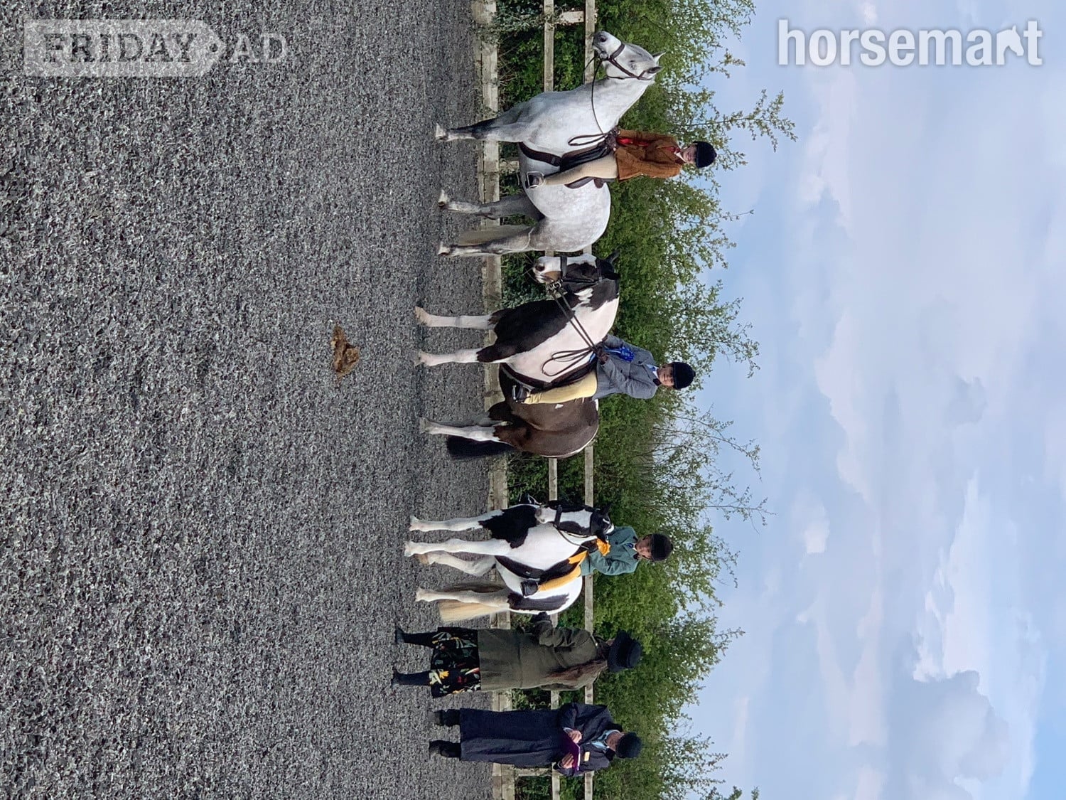 Leeds "Matilda " Piebald Mare Lead Rein/First Ridden Pony