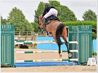 "CHABBACHON X BALOU DU ROUET" Bay Mare Show Jumper