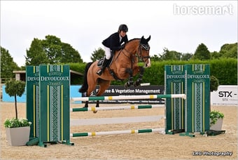 "CHABBACHON X BALOU DU ROUET" Bay Mare Show Jumper