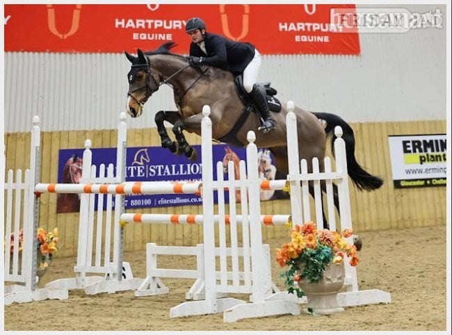 "CHABBACHON X BALOU DU ROUET" Bay Mare Show Jumper - Horses in Uckfield