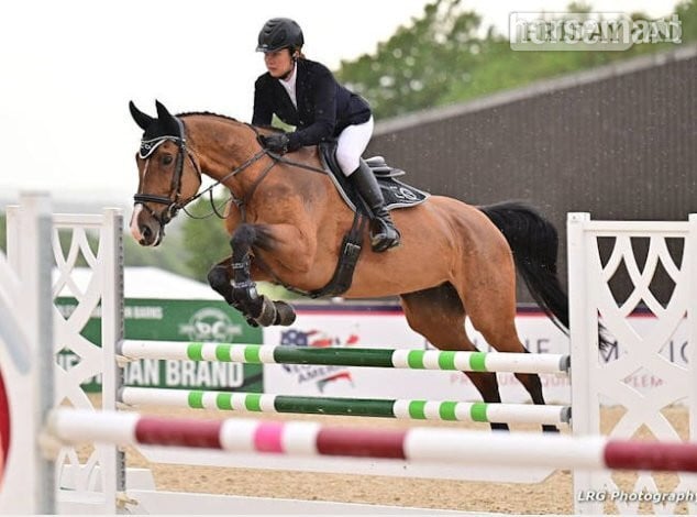 "CHABBACHON X BALOU DU ROUET" Bay Mare Show Jumper