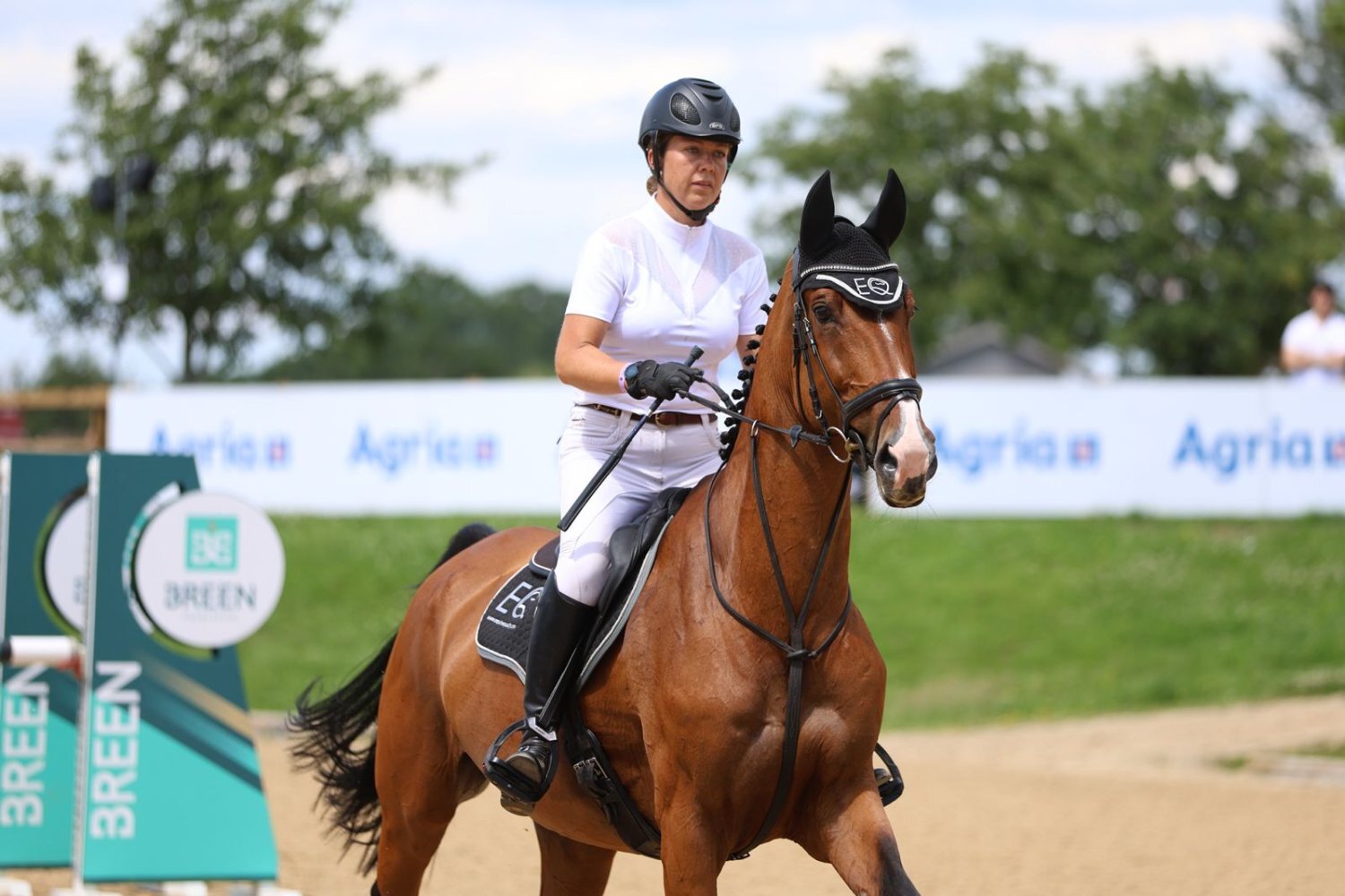 "CHABBACHON X BALOU DU ROUET" Bay Mare Show Jumper