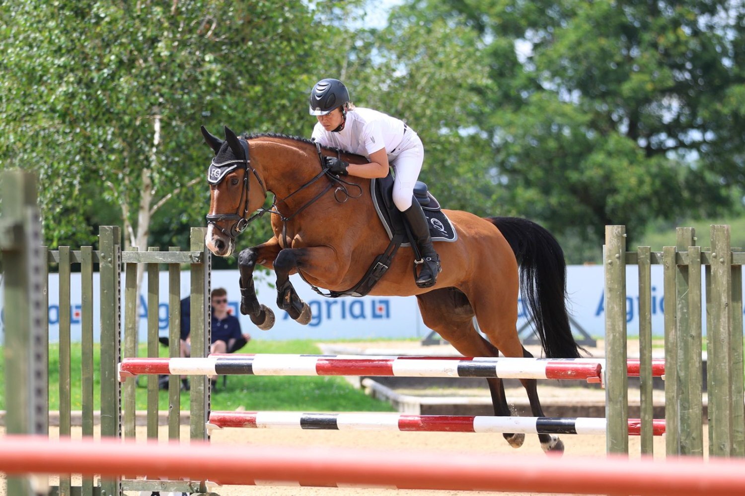 Uckfield "CHABBACHON X BALOU DU ROUET" Bay Mare Show Jumper