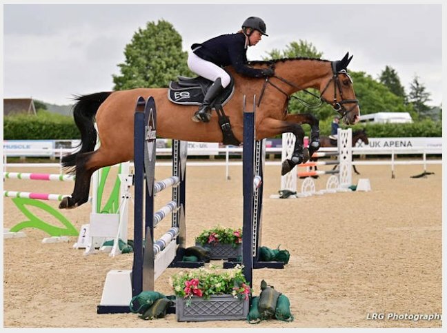 "CHABBACHON X BALOU DU ROUET" Bay Mare Show Jumper - Horses in Uckfield
