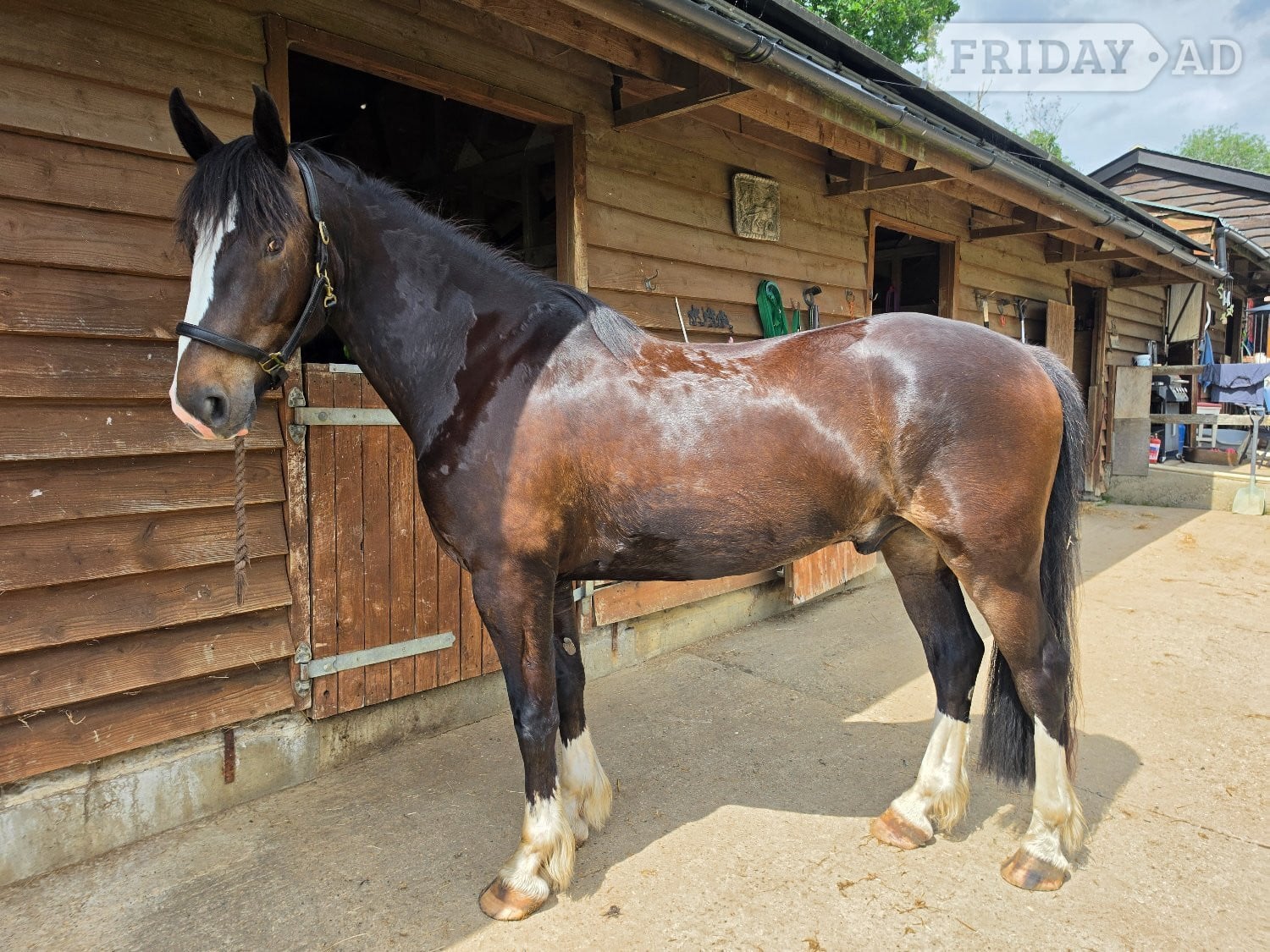 "Jones" Dark Bay Gelding All Rounder in Kings Langley