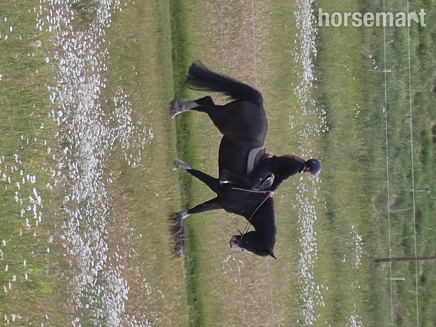 "Jones" Dark Bay Gelding All Rounder - Horses