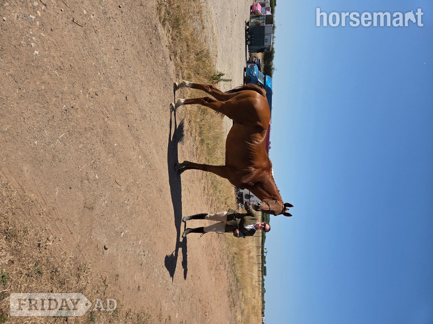 "Ezra " Chestnut Gelding Ex Racehorse in Hull