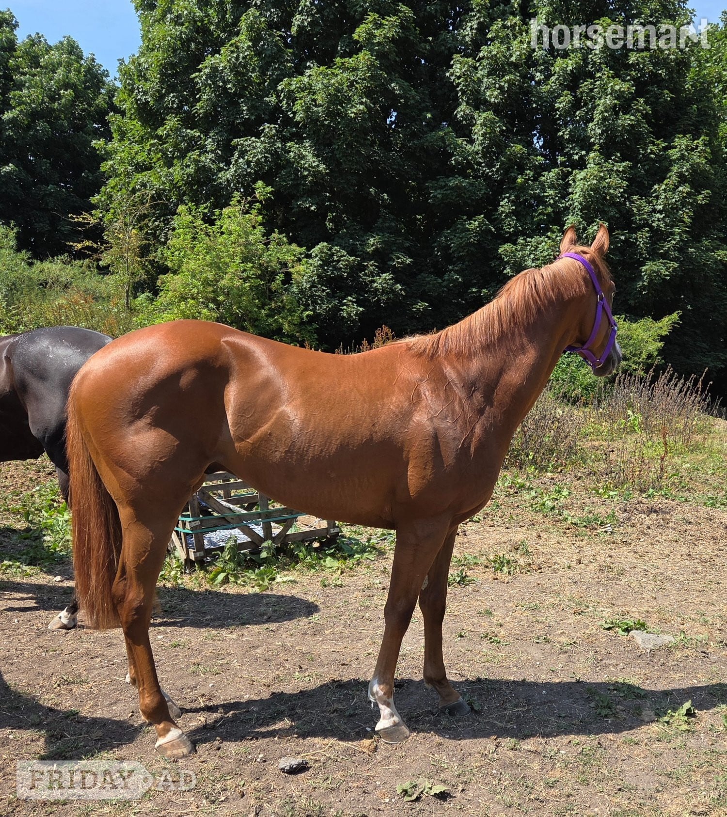 "Ezra " Chestnut Gelding Ex Racehorse