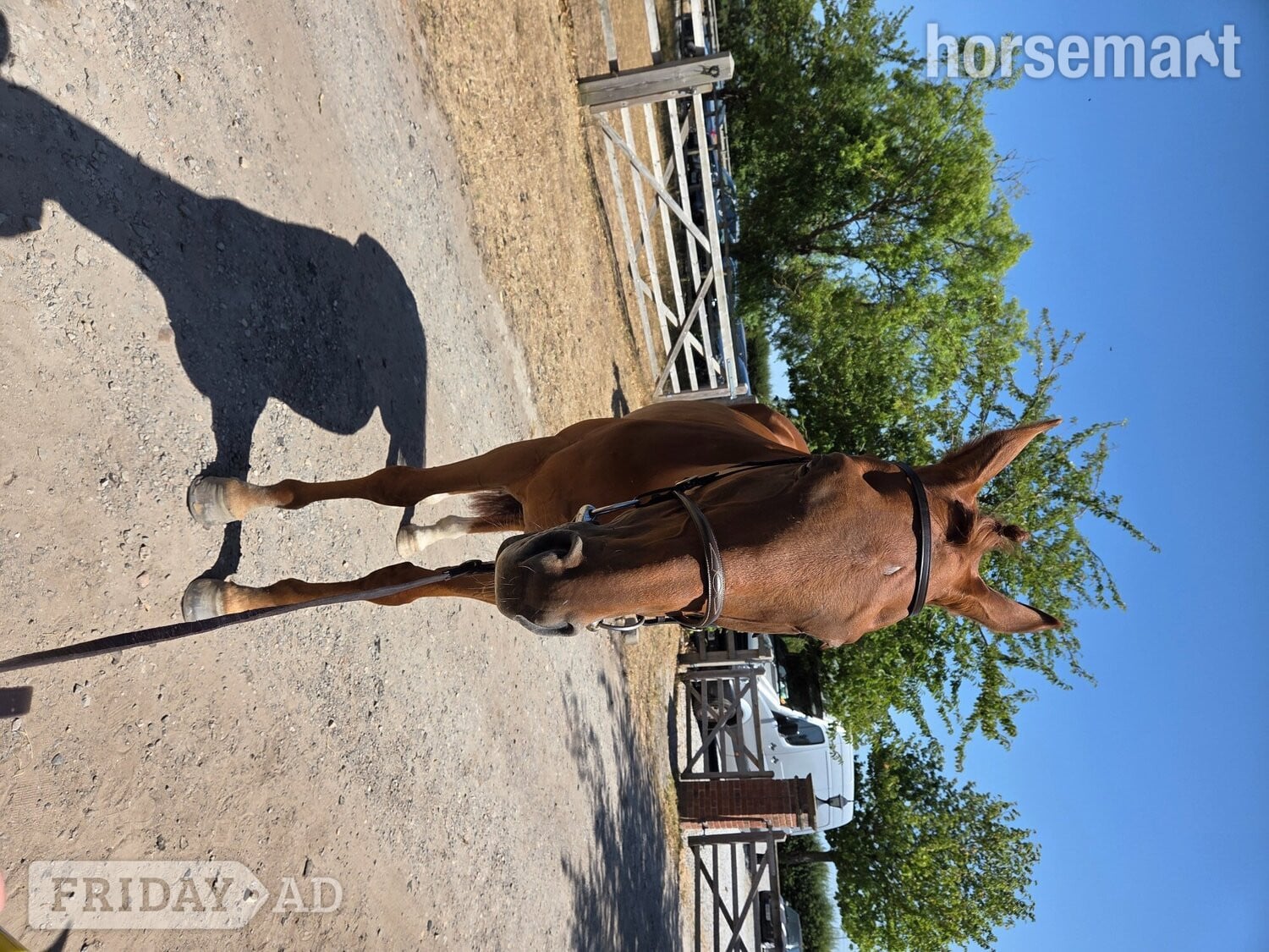 Hull "Ezra " Chestnut Gelding Ex Racehorse