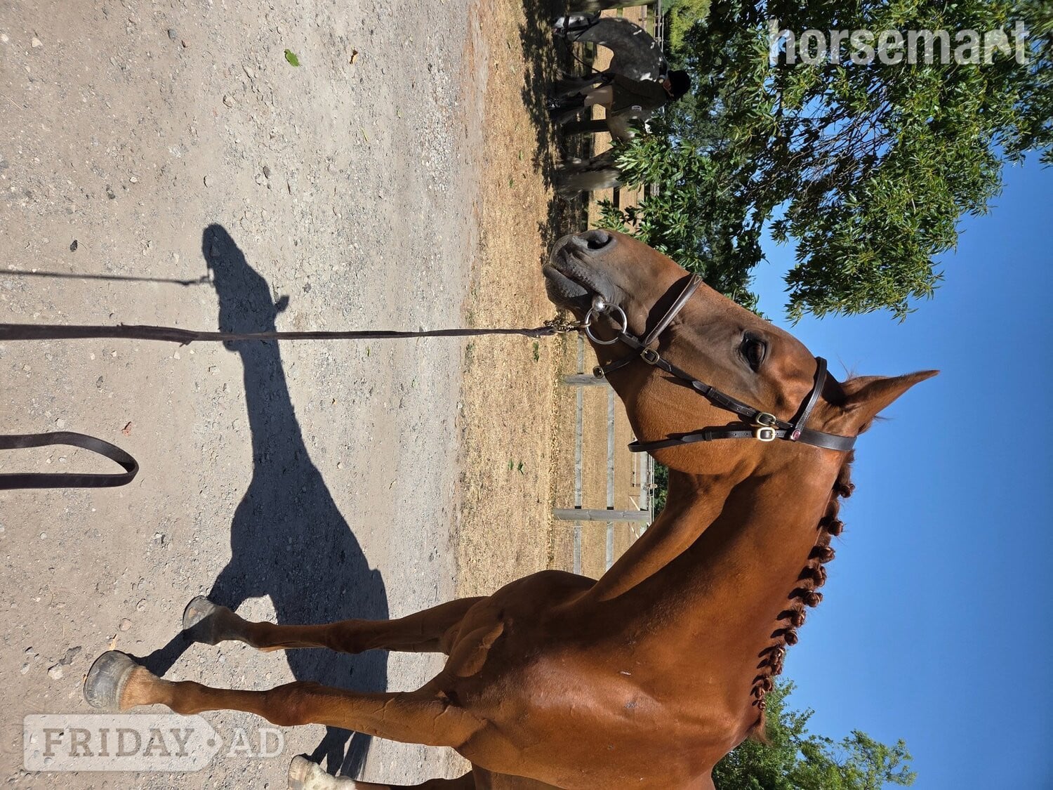 "Ezra " Chestnut Gelding Ex Racehorse -  in Hull